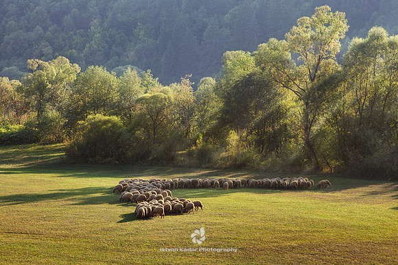Pasture in Harghita, Transylvania