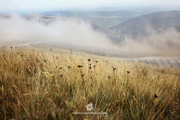 Mountain Grass