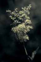 Meadowsweet