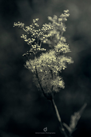 Meadowsweet