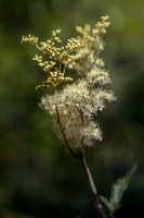 Meadowsweet