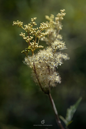Meadowsweet