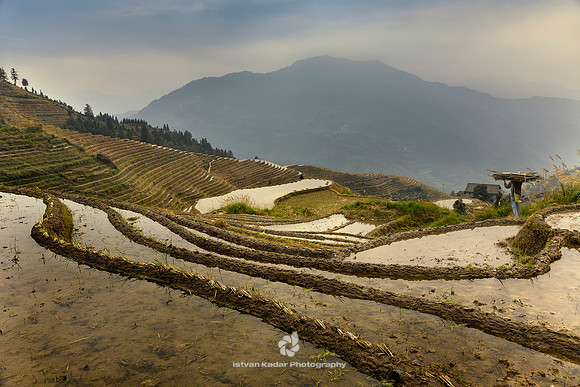 Irrigated Rice Terraces
