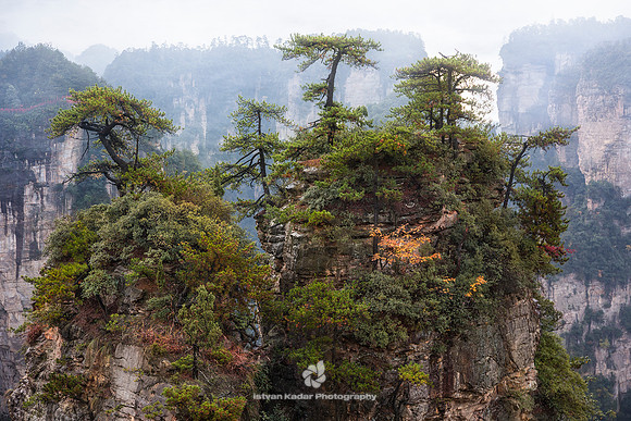 Stone Forests