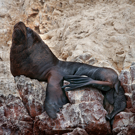 South American Sea Lion (Male)