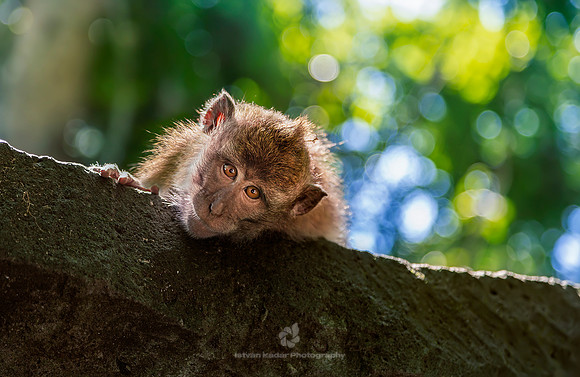 Eye Contact, Long Tailed Macaque, Monkey Forest, Bali