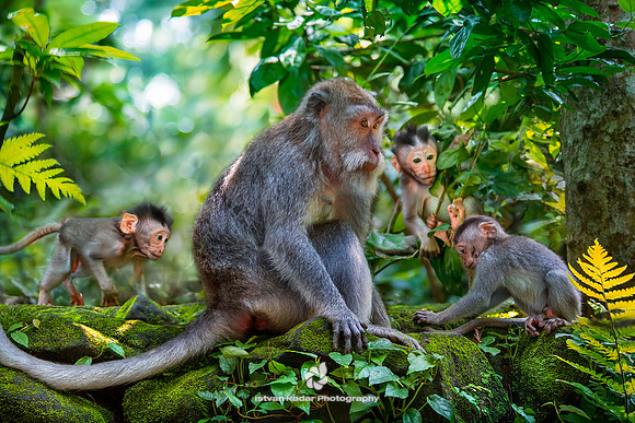 Mom with Babies