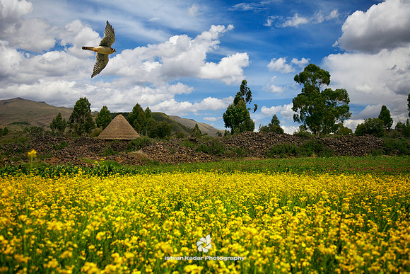 Meadow of Canola Flowers