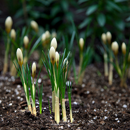 To a Crocus