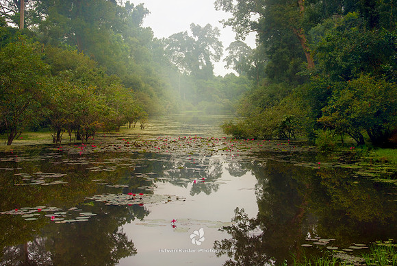 Waterlilies at Angkor Wat