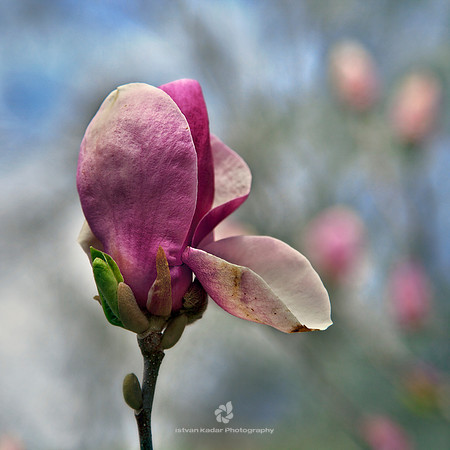 Yawning Magnolia