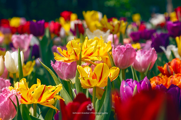 Tulips