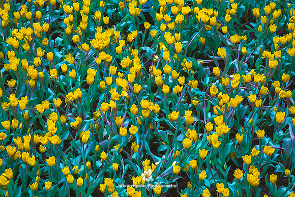 Yellow Tulips