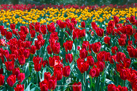 Tulips