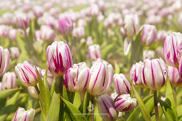 Tulips