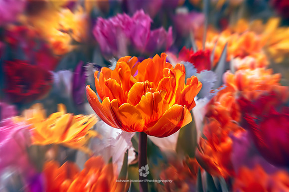 The Fire of Tulips