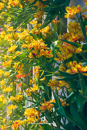 Tulips