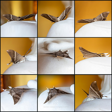 Tropical Swallowtail Moth (Lyssa Zampa)