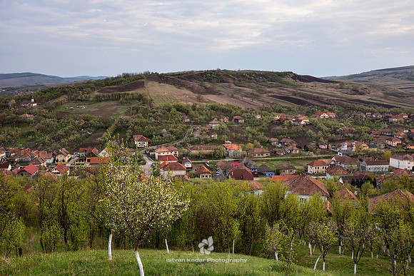 Orchard in Szék, Transylvania