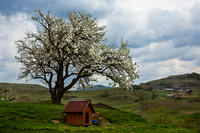 Doghouse and a Blooming Tree