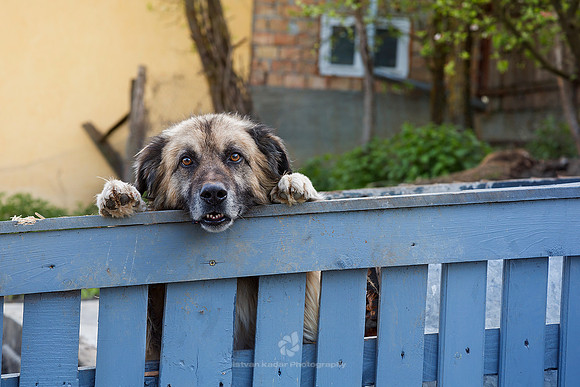Guard Dog