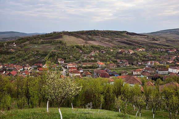Orchard in Szék, Transylvania
