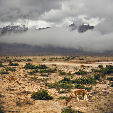 Wild Vicuñas
