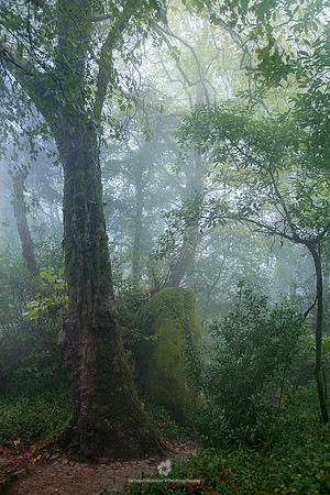 Forest in Sintra