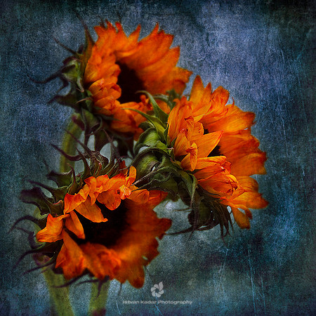 Orange Sunflowers