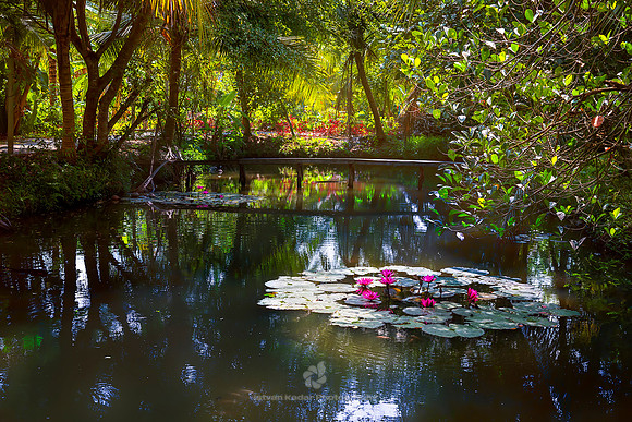 Water Garden