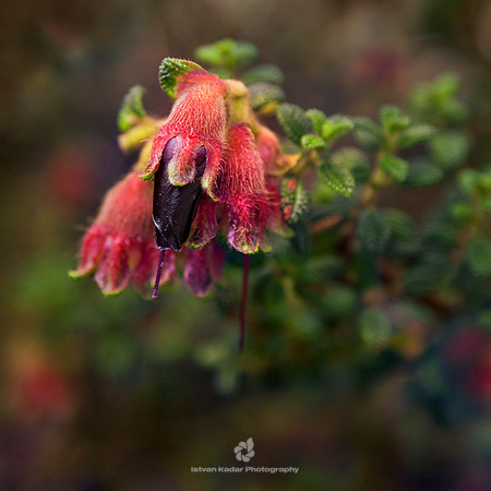 Beauty along the Inca Trail