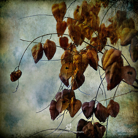Autumn Love