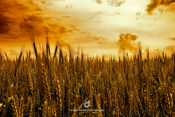 Wheat Fields