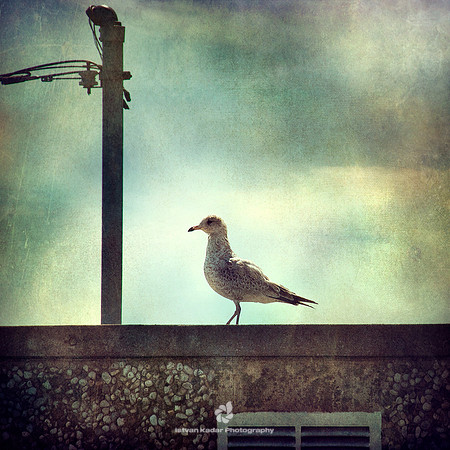 The Seagull