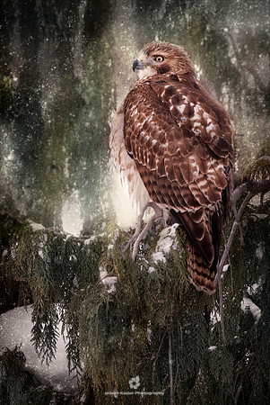 Red-Tailed Hawk