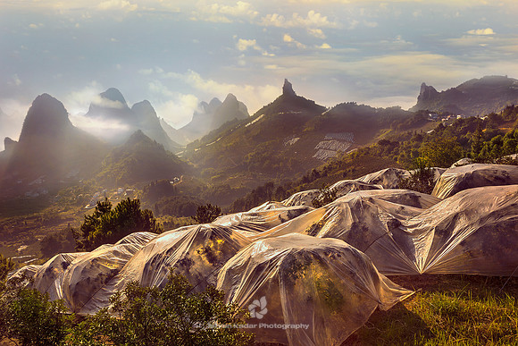 Kumquat Fields of Yangshuo