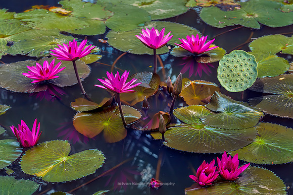 Water Lilies (Nymphaea Nouchali)