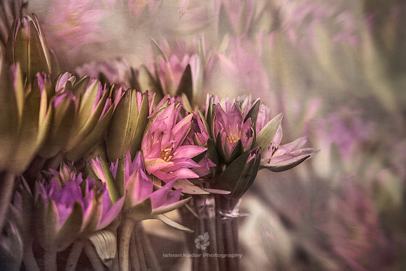 Bouquet de Nénuphars