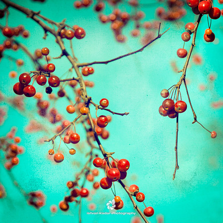 Hawberry Winter Tree (Green)