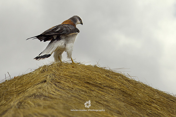 Variable Hawk
