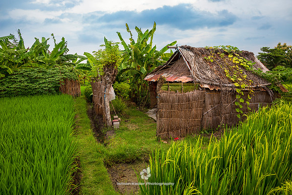 Rice Farmer Hut