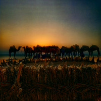 Caravan