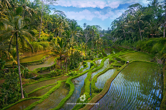 Tegallalang Rice Terraces in Bali
