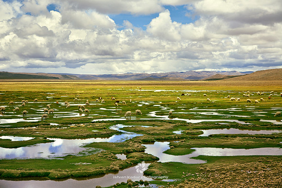 Herd in the Andes Highlands