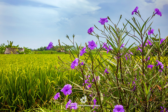 Field Flowers in the Paddy Field