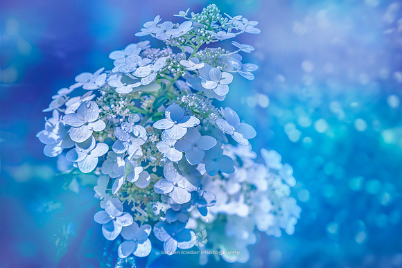 Hydrangeas