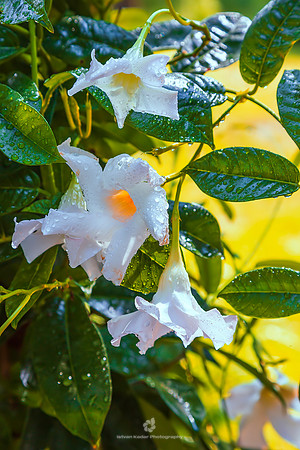 Sundaville | Dipladenia | Mandevilla