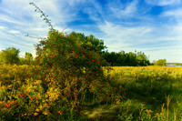 Golden Rods & Rose Hips - 2016