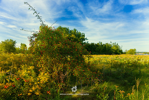 Golden Rods & Rose Hips - 2016
