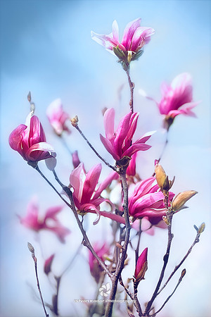 Magnolias